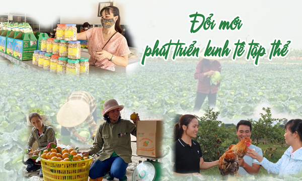 Đắk Lắk đẩy mạnh phát triển kinh tế tập thể, hợp tác xã - Nhìn từ Kế hoạch năm 2026