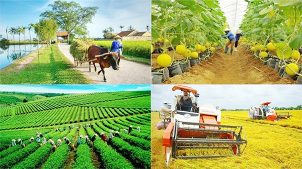 Hỗ trợ phát triển sản xuất thuộc các chương trình mục tiêu quốc gia trên địa bàn tỉnh giai đoạn 2021 – 2025