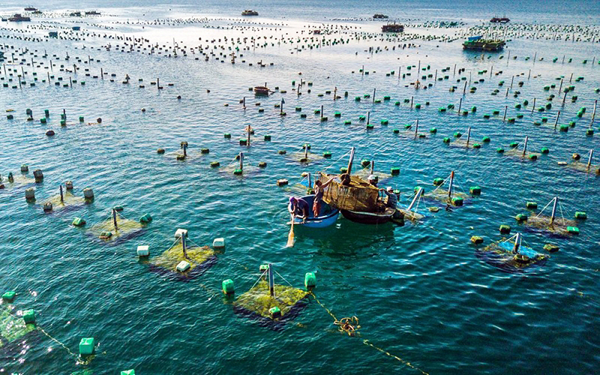 Triển khai thực hiện Đề án phát triển nuôi trồng thủy sản giai đoạn 2021-2025 và định hướng đến năm 2030 trên địa bàn tỉnh