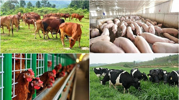 Ngành chăn nuôi tỉnh Đắk Lắk phấn đấu đạt mức tăng trưởng giá trị sản xuất giai đoạn 2021-2025 trung bình từ 4-5%/năm