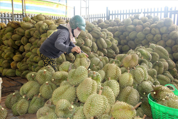 Buôn Hồ đề nghị hỗ trợ kết nối tiêu thụ các sản phẩm nông sản trong điều kiện dịch bệnh Covid-19
