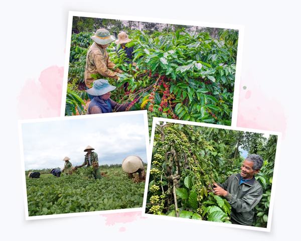 Tỉnh Đắk Lắk ban hành Kế hoạch triển khai chương trình mục tiêu quốc gia phát triển kinh tế - xã hội vùng đồng bào dân tộc thiểu số và miền núi năm 2025