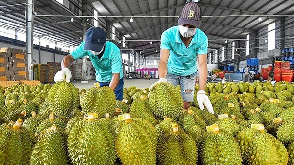 Chủ tịch Ủy ban nhân dân tỉnh chỉ đạo về sản xuất và tiêu thụ sầu riêng niên vụ 2025