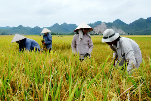 Giá thóc tẻ dùng để tính thuế sử dụng đất nông nghiệp trên địa bàn tỉnh