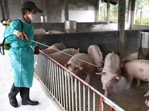 UBND tỉnh chỉ đạo tăng cường công tác phòng, chống dịch tai xanh ở lợn