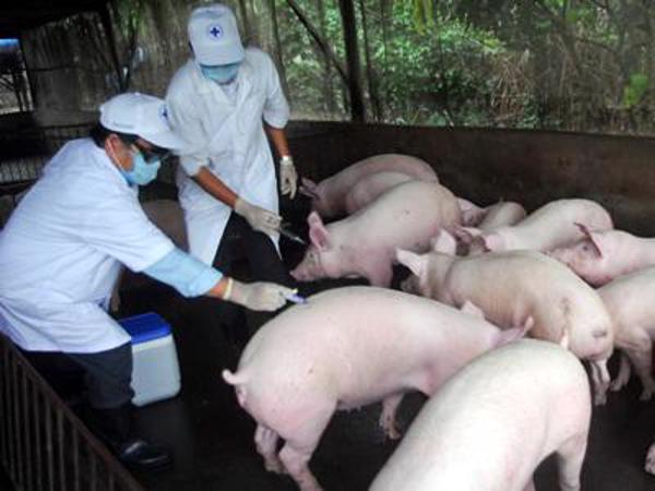 UBND tỉnh chỉ đạo các biện pháp cấp bách phòng, chống dịch bệnh heo tai xanh 
