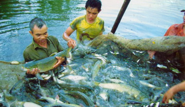  Chính phủ ban hành Nghị định quy định về xử phạt vi phạm hành chính trong hoạt động thủy sản