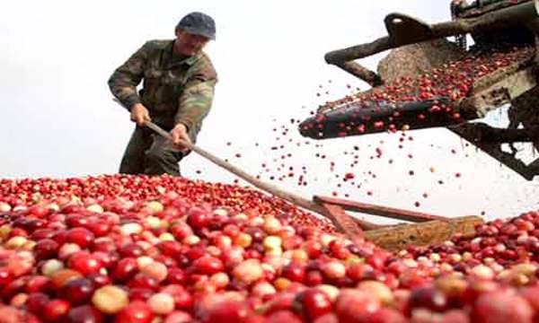 Chính sách hỗ trợ của Chính phủ nhằm giảm tổn thất trong nông nghiệp