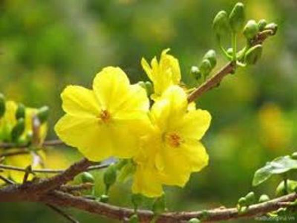 Thủ tướng Chính phủ đôn đốc thực hiện nhiệm vụ chuẩn bị đón Tết Nguyên đán Quý Tỵ 2013