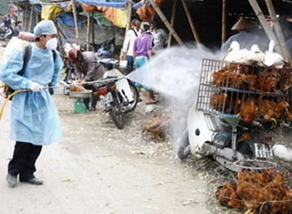 Công điện của Thủ tướng Chính phủ về việc phòng, chống dịch cúm gia cầm