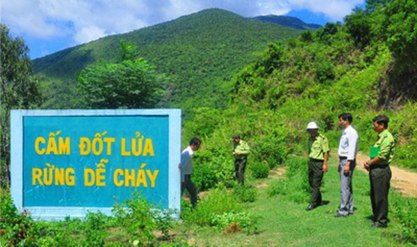 Tăng cường triển khai các biện pháp cấp bách phòng cháy, chữa cháy rừng trên địa bàn tỉnh