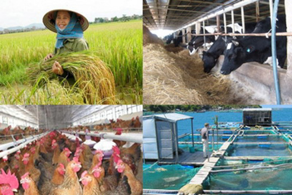 Tiêu chí hộ gia đình làm nông nghiệp, lâm nghiệp, ngư nghiệp và diêm nghiệp có mức sống trung bình giai đoạn 2014 - 2015