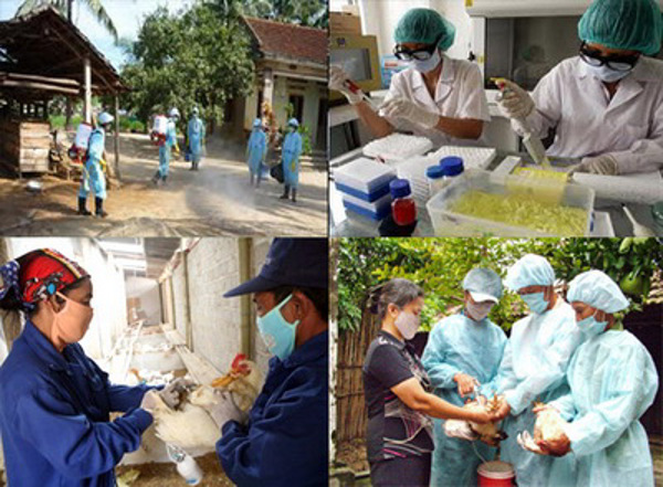 UBND tỉnh chỉ đạo tăng cường các biện pháp phòng, chống bệnh cúm gia cầm