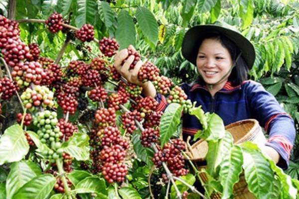  Chủ tịch UBND tỉnh chỉ thị về việc sản xuất, thu hoạch chế biến và tiêu thụ cà phê niên vụ 2017-2018
