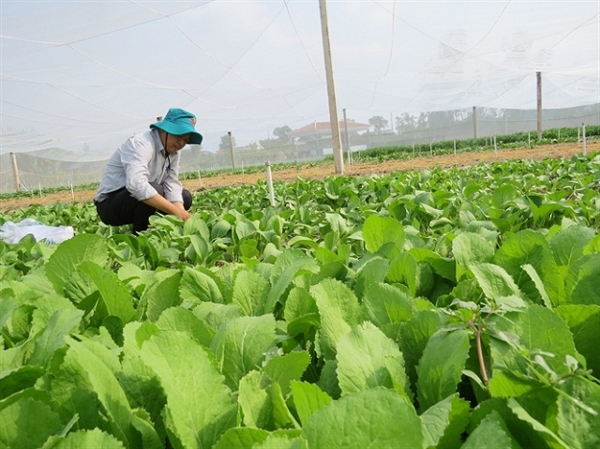 Chương trình phối hợp tuyên truyền, vận động sản xuất, kinh doanh nông sản thực phẩm an toàn vì sức khỏe cộng đồng giai đoạn 2017 – 2020