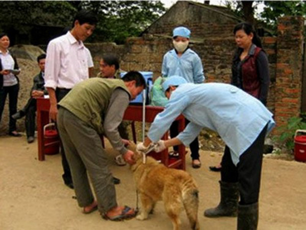 Tăng cường các biện pháp cấp bách phòng, chống bệnh dại