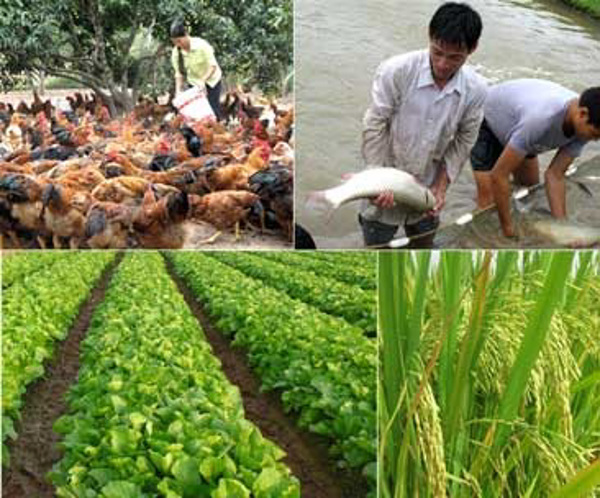 Thủ tướng Chính phủ bãi bỏ một số văn bản quy phạm pháp luật trong lĩnh vực nông nghiệp