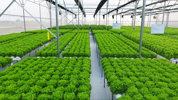  04 tiêu chí xác định doanh nghiệp nông nghiệp ứng dụng công nghệ cao