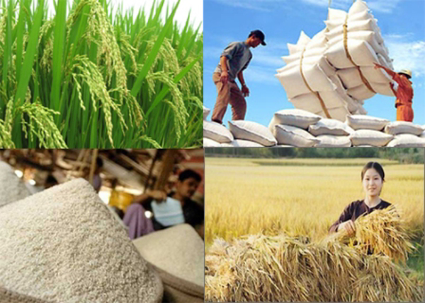  Đơn giản hóa điều kiện kinh doanh xuất khẩu gạo