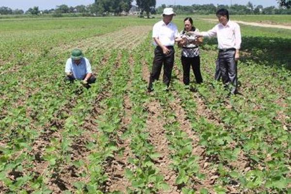 Quy định chi tiết một số điều của Luật Trồng trọt về giống cây trồng và canh tác