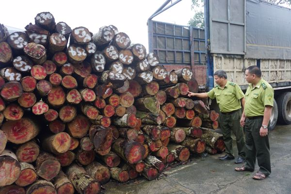  Quy định xử phạt vi phạm hành chính lĩnh vực Lâm nghiệp
