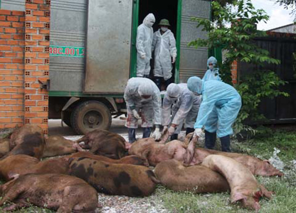 Tăng cường lãnh đạo, chỉ đạo thực hiện hiệu quả công tác phòng, chống, khống chế bệnh Dịch tả lợn Châu Phi