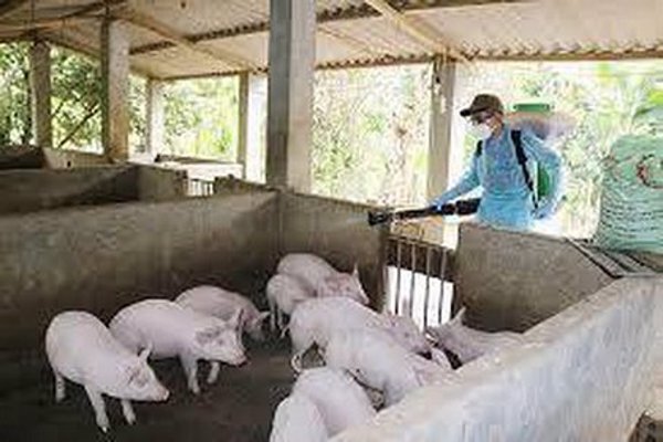 Quy định mới về mức hỗ trợ kinh phí phòng, chống dịch tả lợn Châu Phi