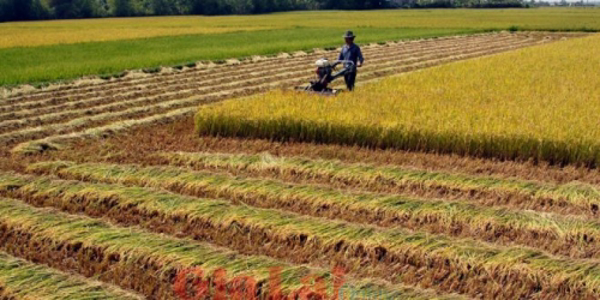 Một số quy định mới về quản lý, sử dụng đất trồng lúa