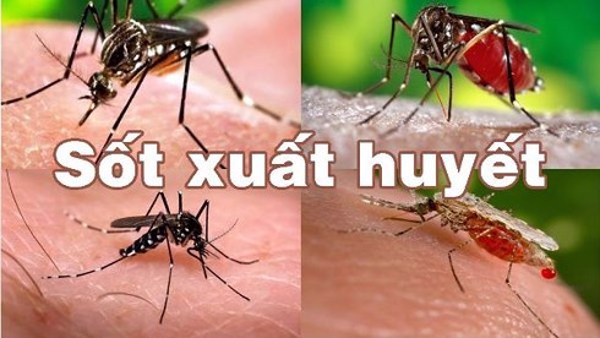 UBND tỉnh triển khai công tác phòng, chống sốt xuất huyết 05 tháng cuối năm 2019