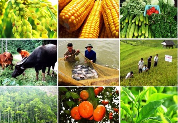 Quy định về phân cấp phê duyệt hỗ trợ liên kết gắn sản xuất với tiêu thụ sản phẩm nông nghiệp theo quy mô vốn đầu tư và địa bàn thực hiện liên kết trên địa bàn tỉnh 