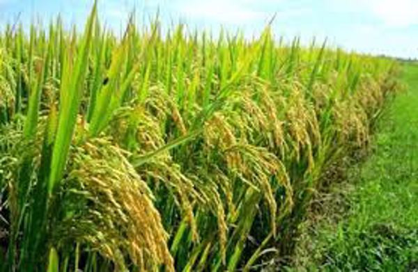 Quy định giá thóc tẻ dùng để tính thuế sử dụng đất nông nghiệp trên địa bàn tỉnh Đắk Lắk