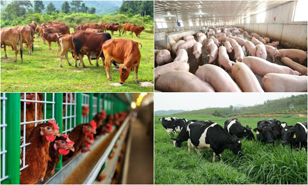  Chính phủ ban hành Nghị định hướng dẫn chi tiết Luật Chăn nuôi